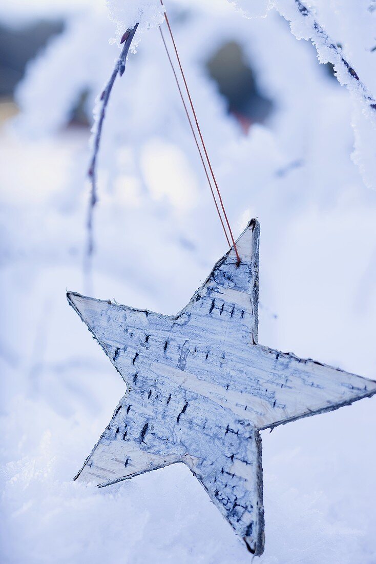 Stern auf einem verschneiten Zweig im Freien