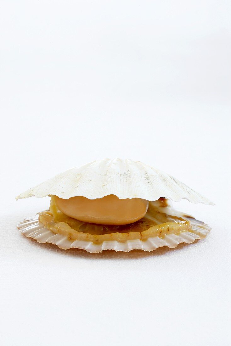 Scallop in the shell