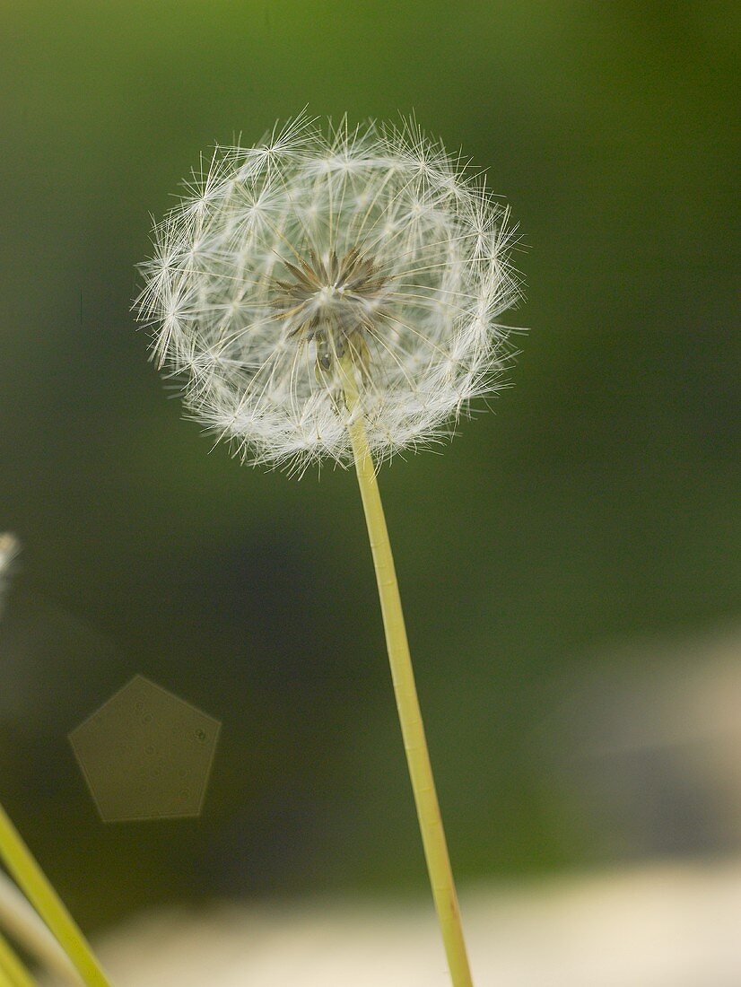 Dandelion clock out of doors