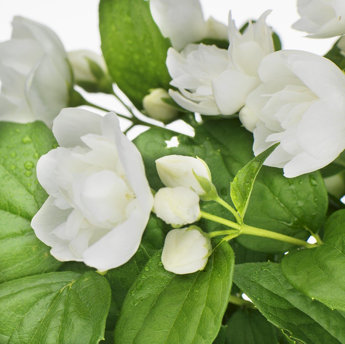 Mock orange (Philadelphus)