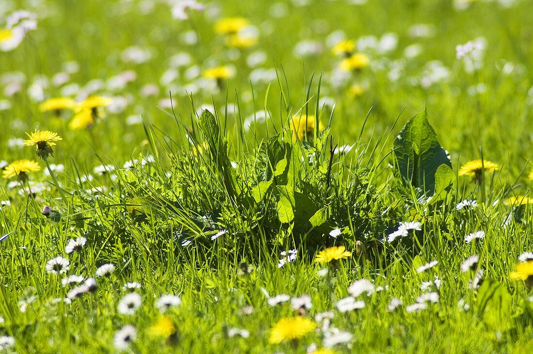 Löwenzahn und Gänseblümchen auf einer Wiese