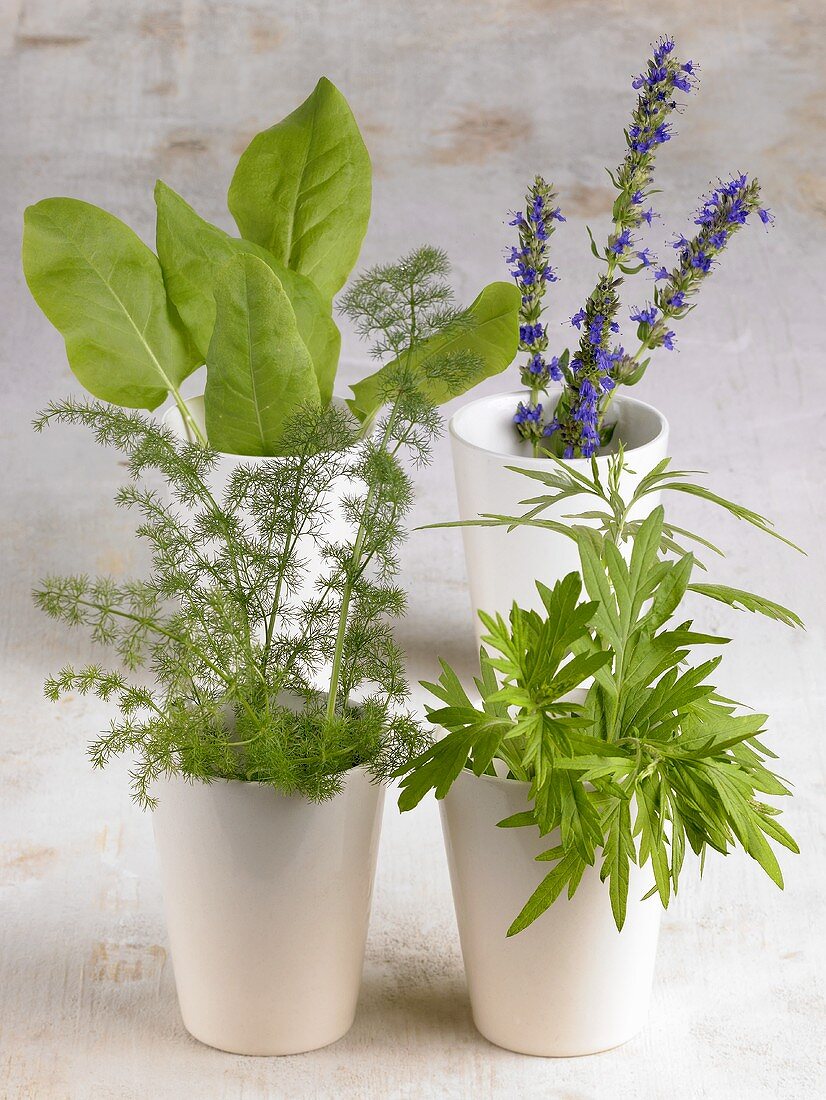 Assorted herbs in beakers