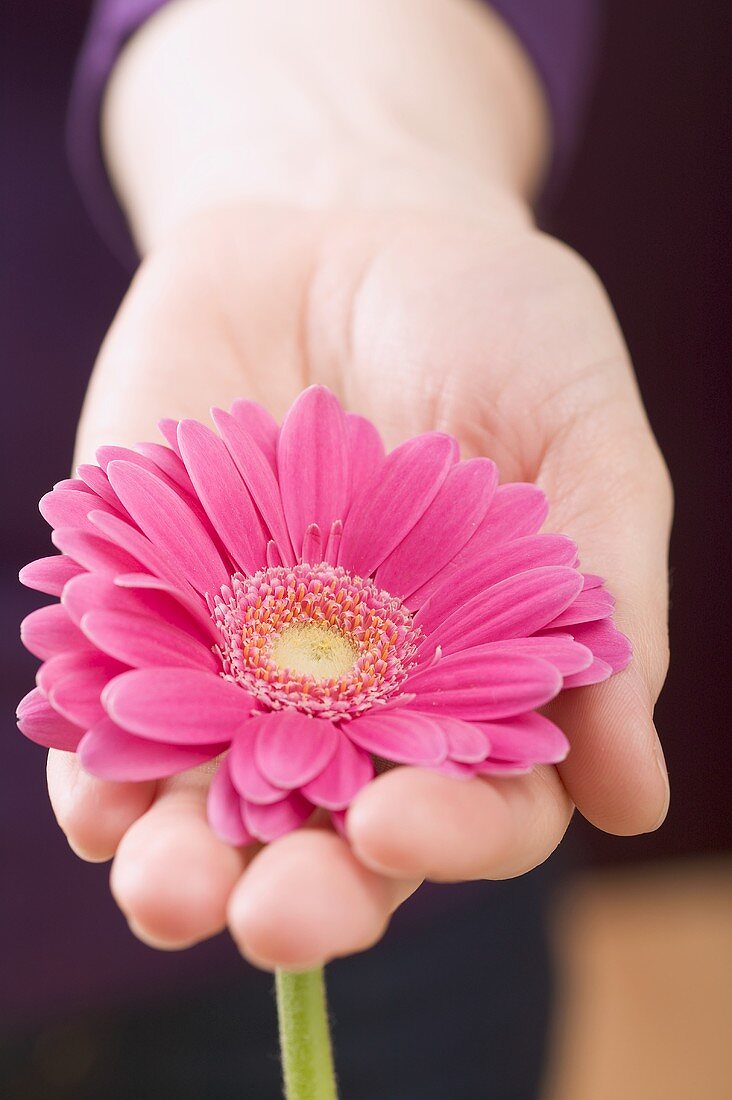 Hand holding pink gerbera