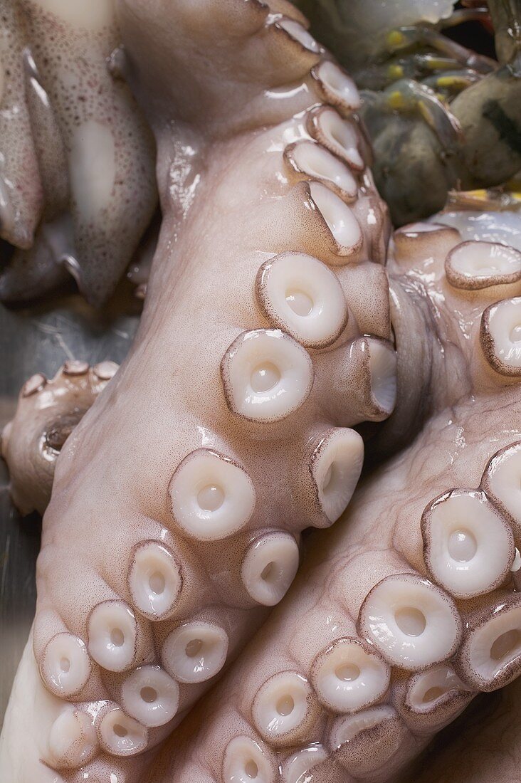 Frischer Oktopus (Close Up)