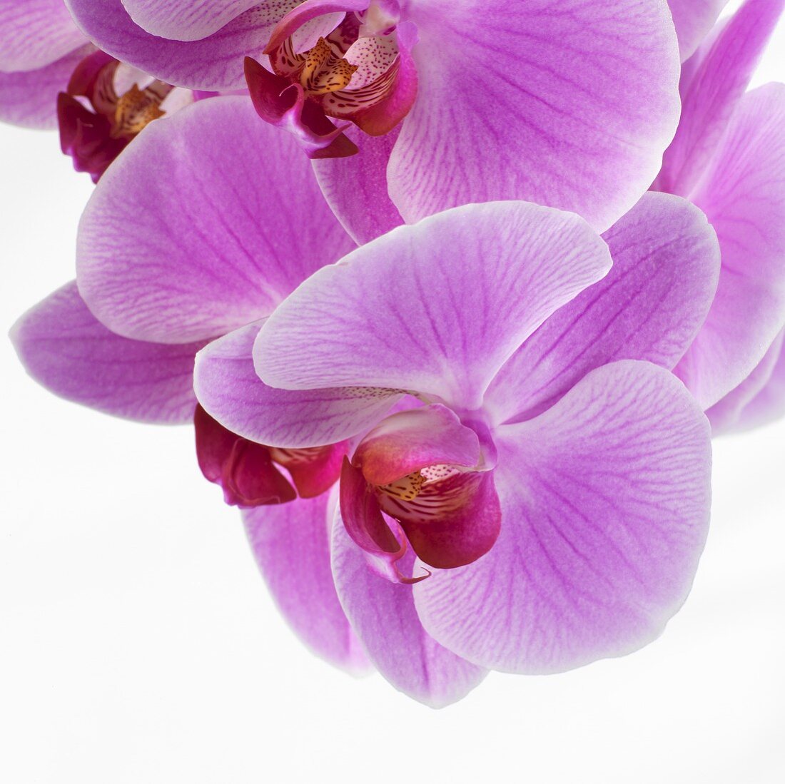 Pink orchids (close-up)