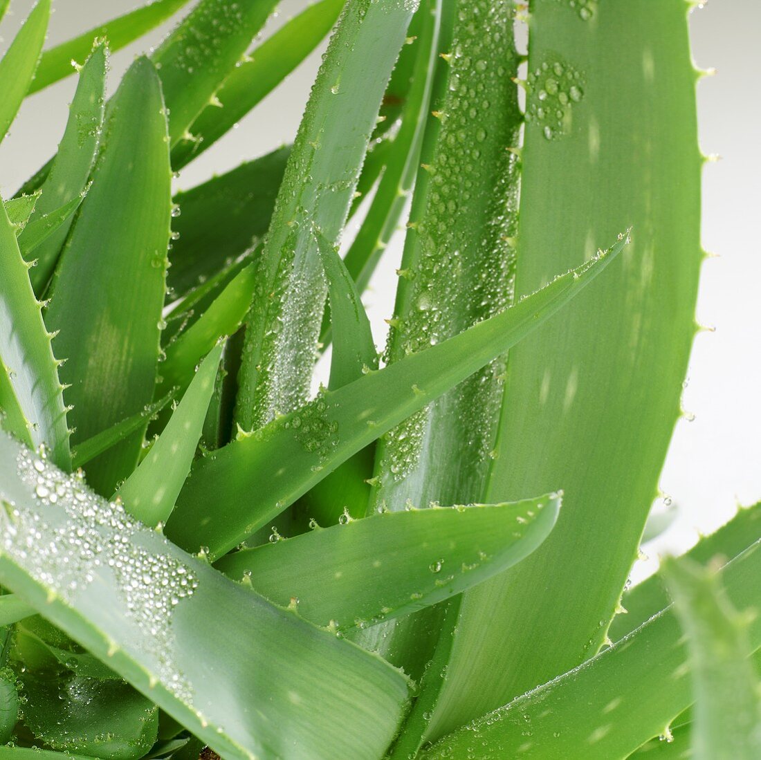 Aloe vera plant with drops of water (detail)