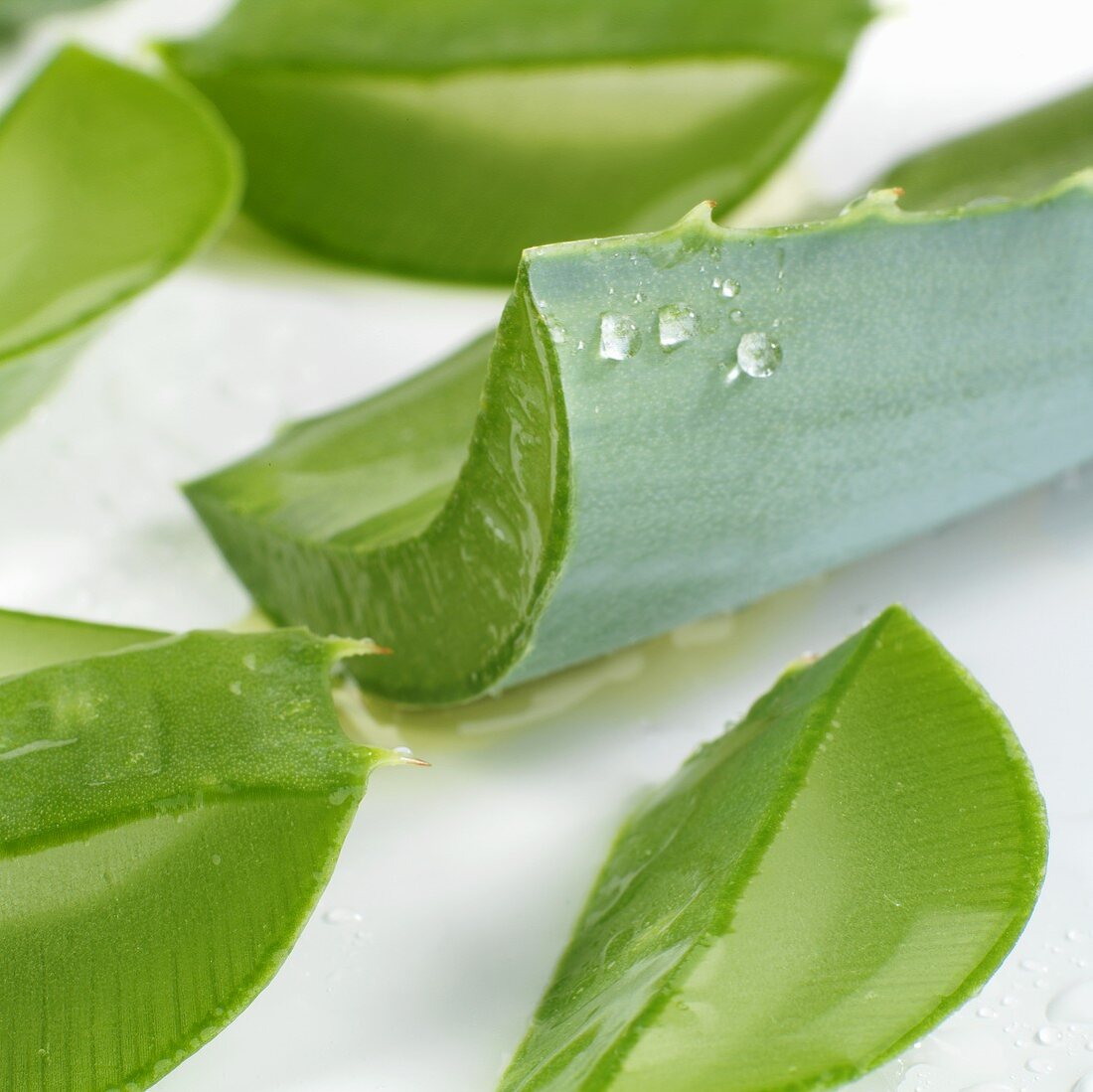 Blätter einer Aloe Vera Pflanze, geschnitten (Close Up)