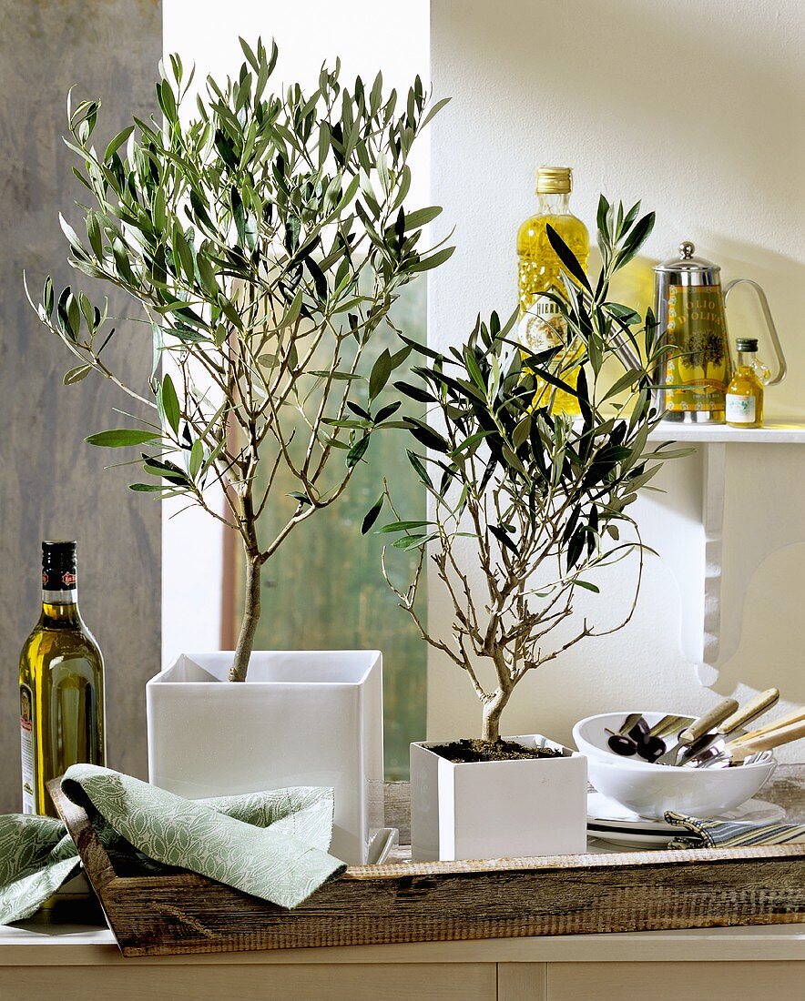 Olive trees (Mediterranean interior decoration)