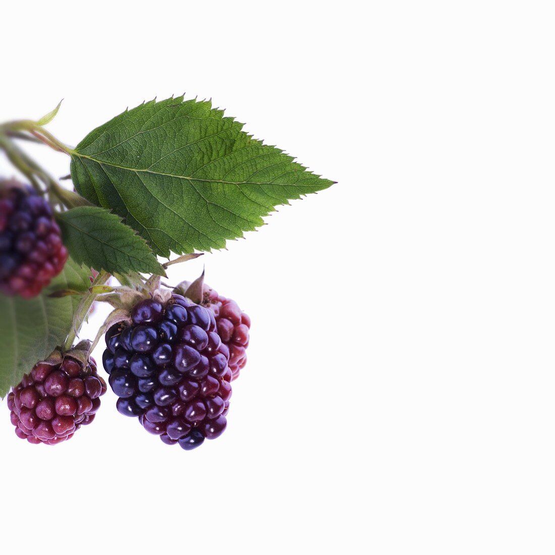 Unripe blackberries with leaves
