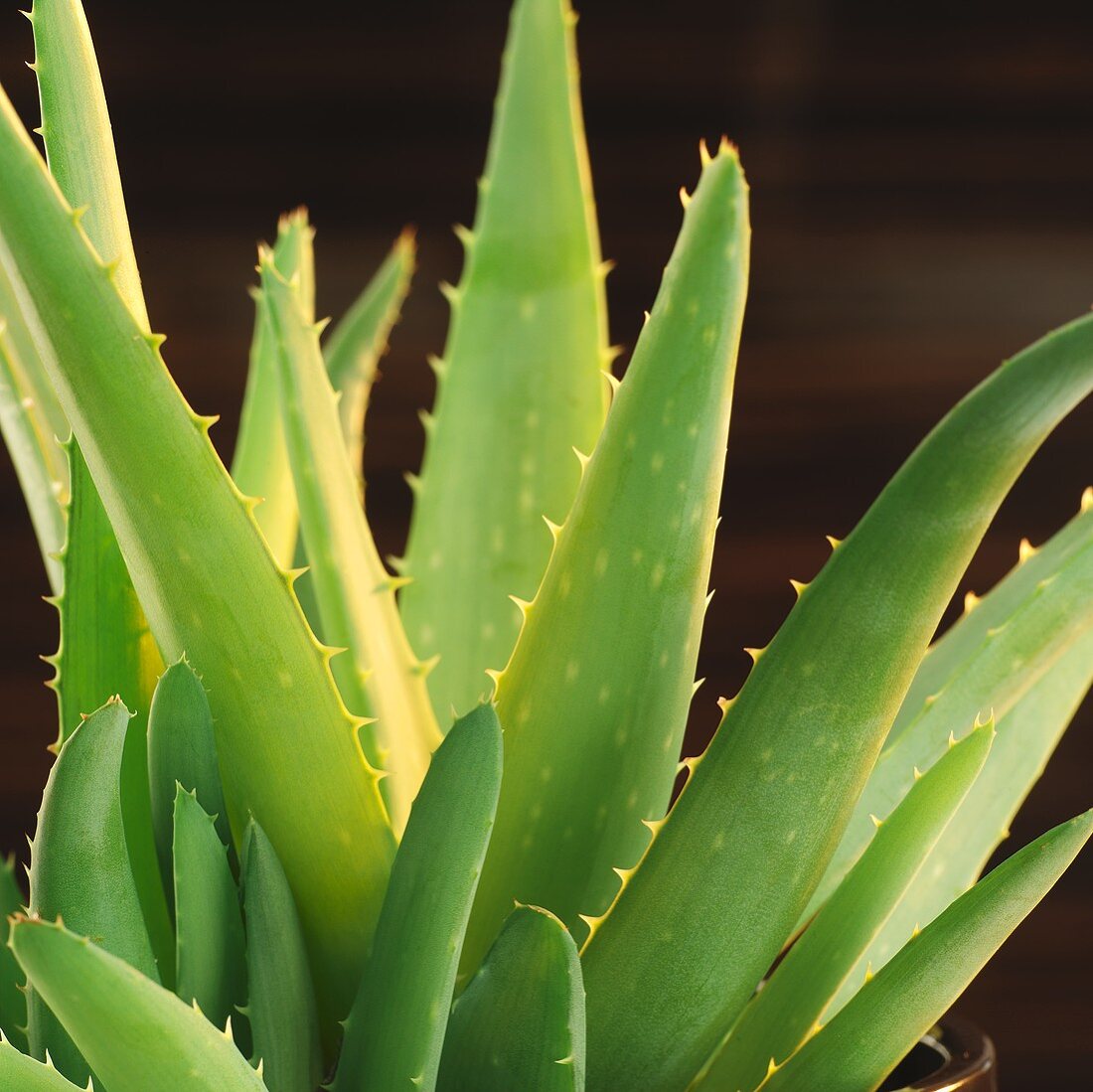 Aloe vera plant in pot