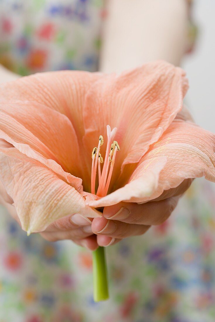 Hände halten lachsfarbene Amaryllisblüte