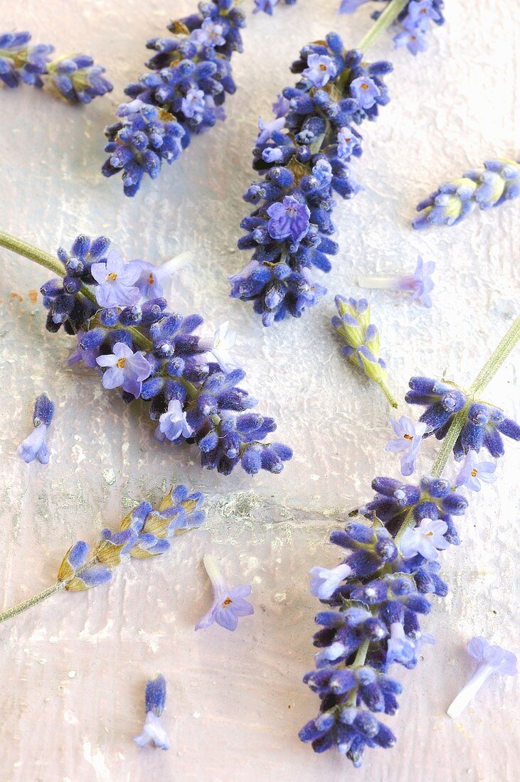 Lavender flowers