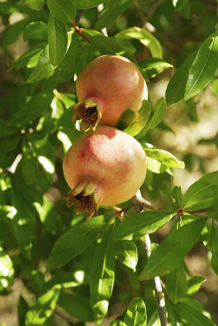 Pomegranates on the tree