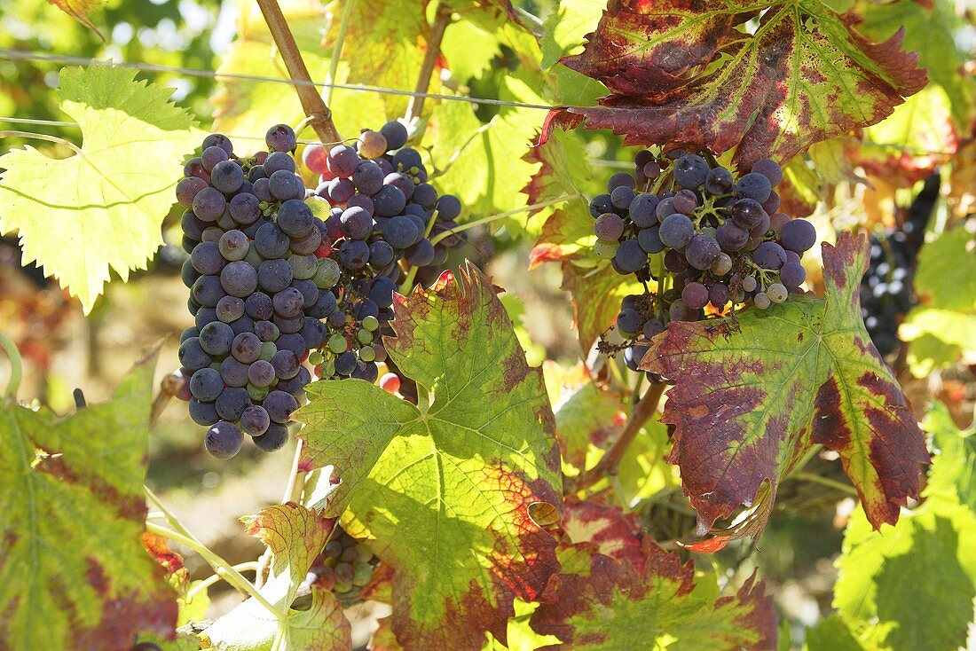 Red wine grapes on the vine