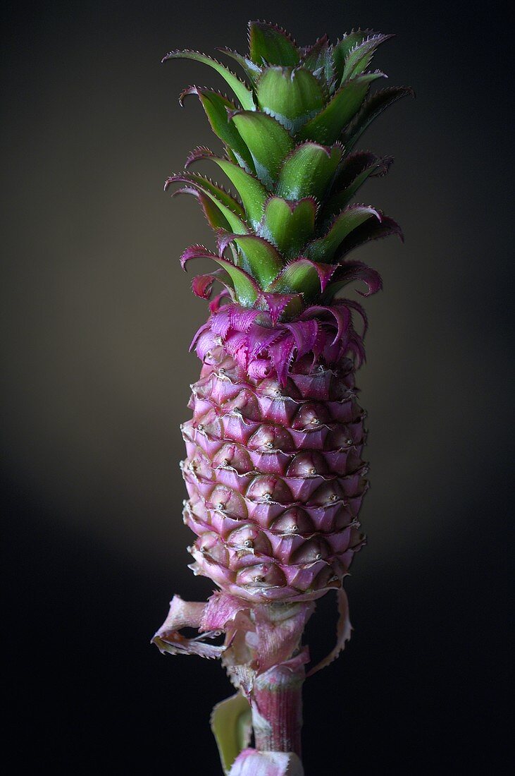 A pineapple