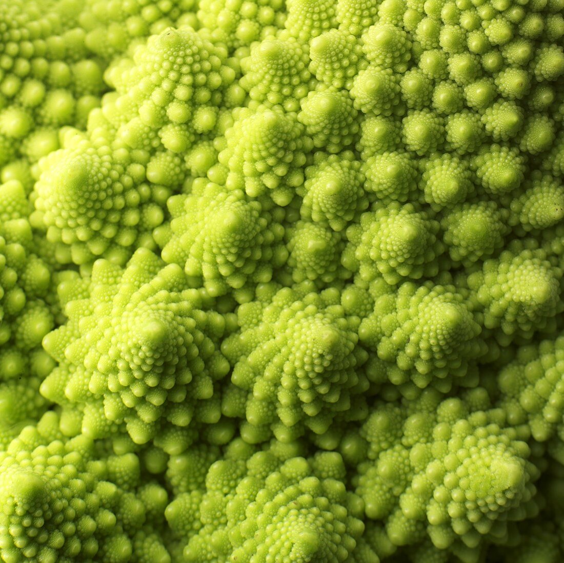 Romanesco (bildfüllend)