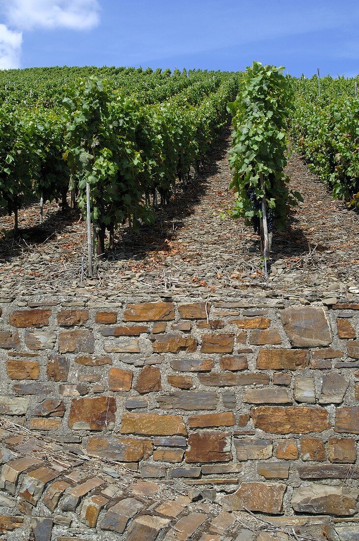 Weinberg mit Steinmauer