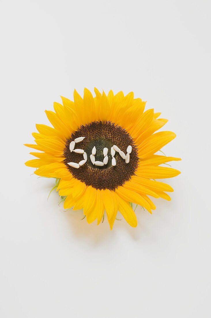 Sonnenblume mit Schriftzug SUN aus Sonnenblumenkernen