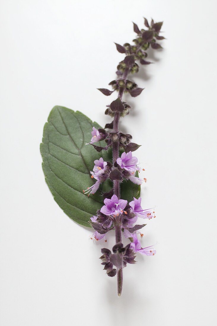 Basil (leaf and purple flower spike)