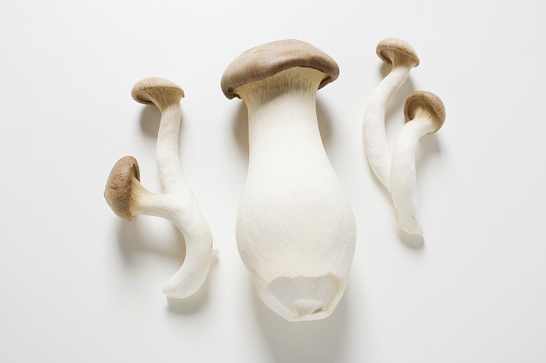 Several king oyster mushrooms