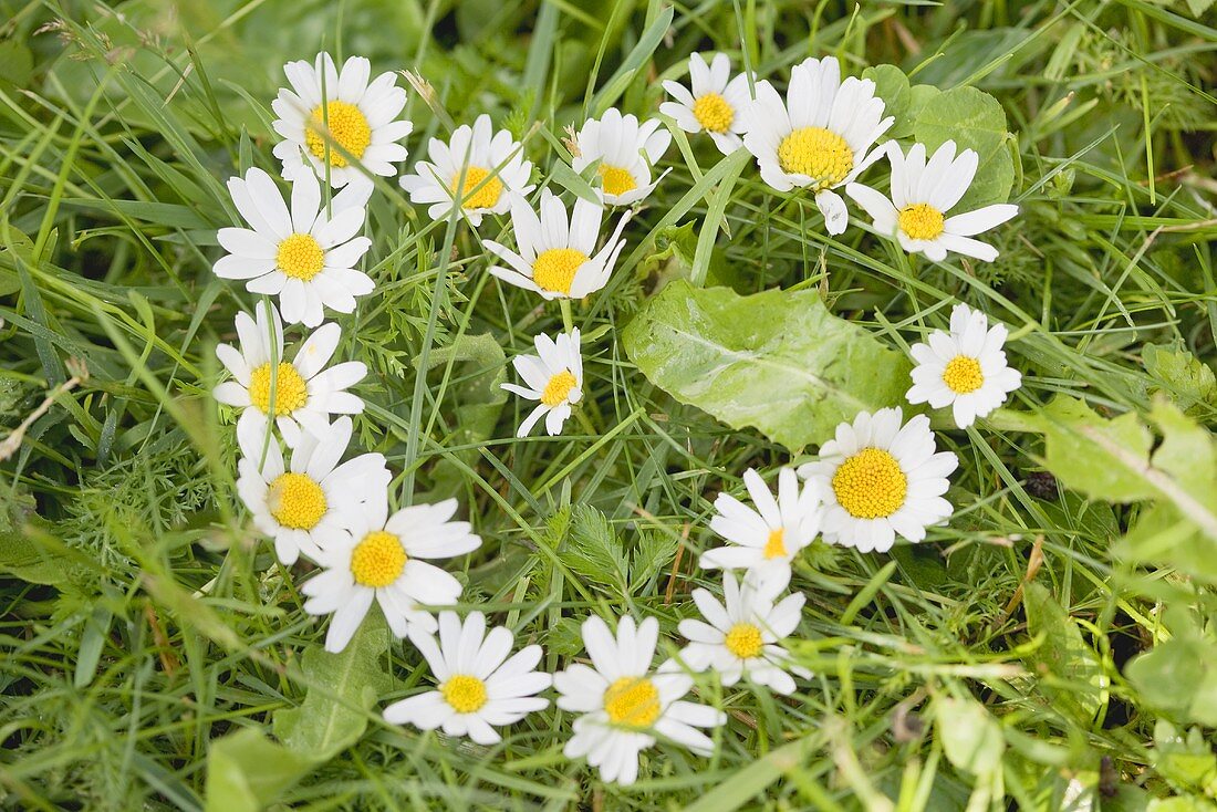 Marguerites forming a heart in grass