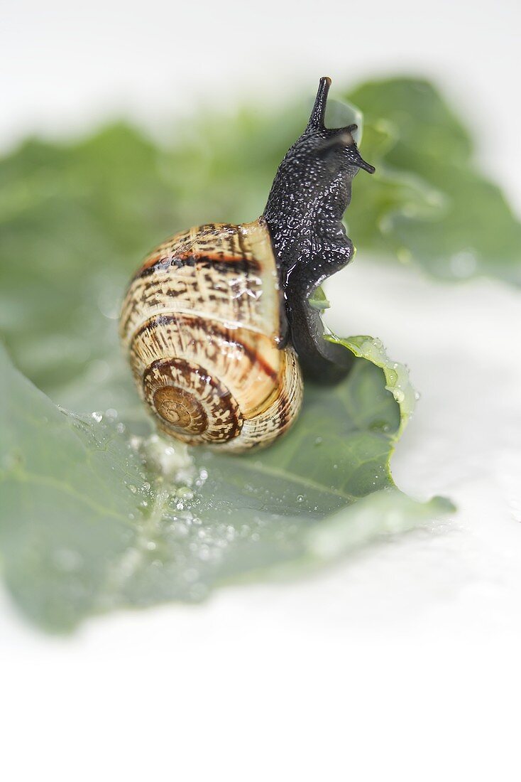 Snail on cabbage leaf