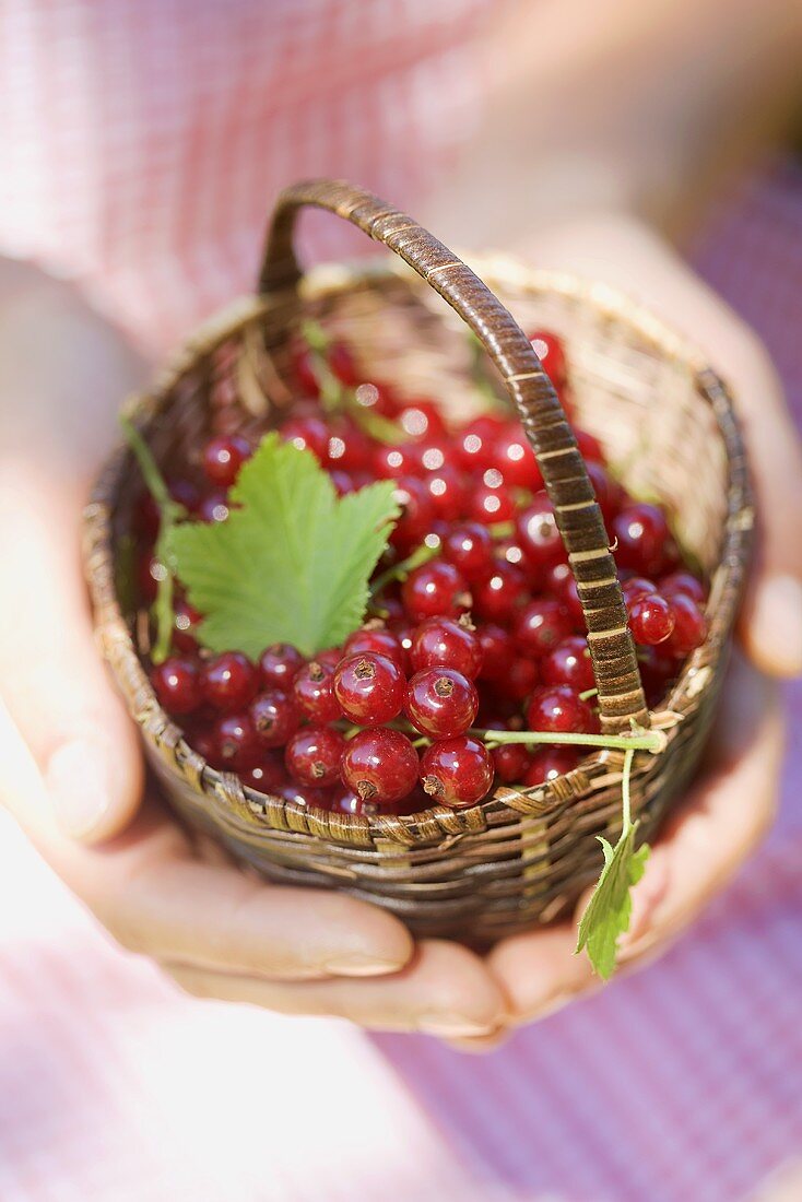 Hände halten Korb mit roten Johannisbeeren