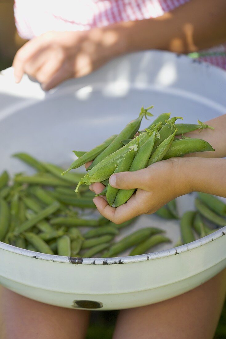 Child's hands holding pea pods over a bowl