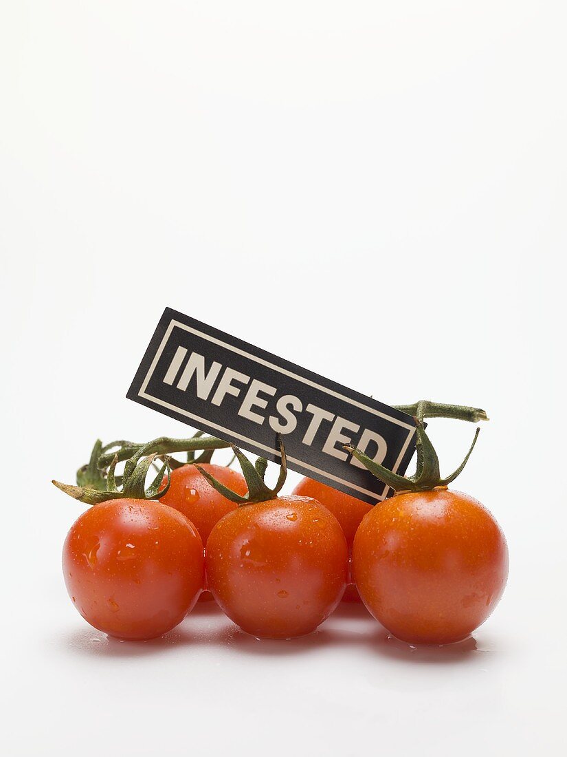Cherry tomatoes with an 'INFESTED' label