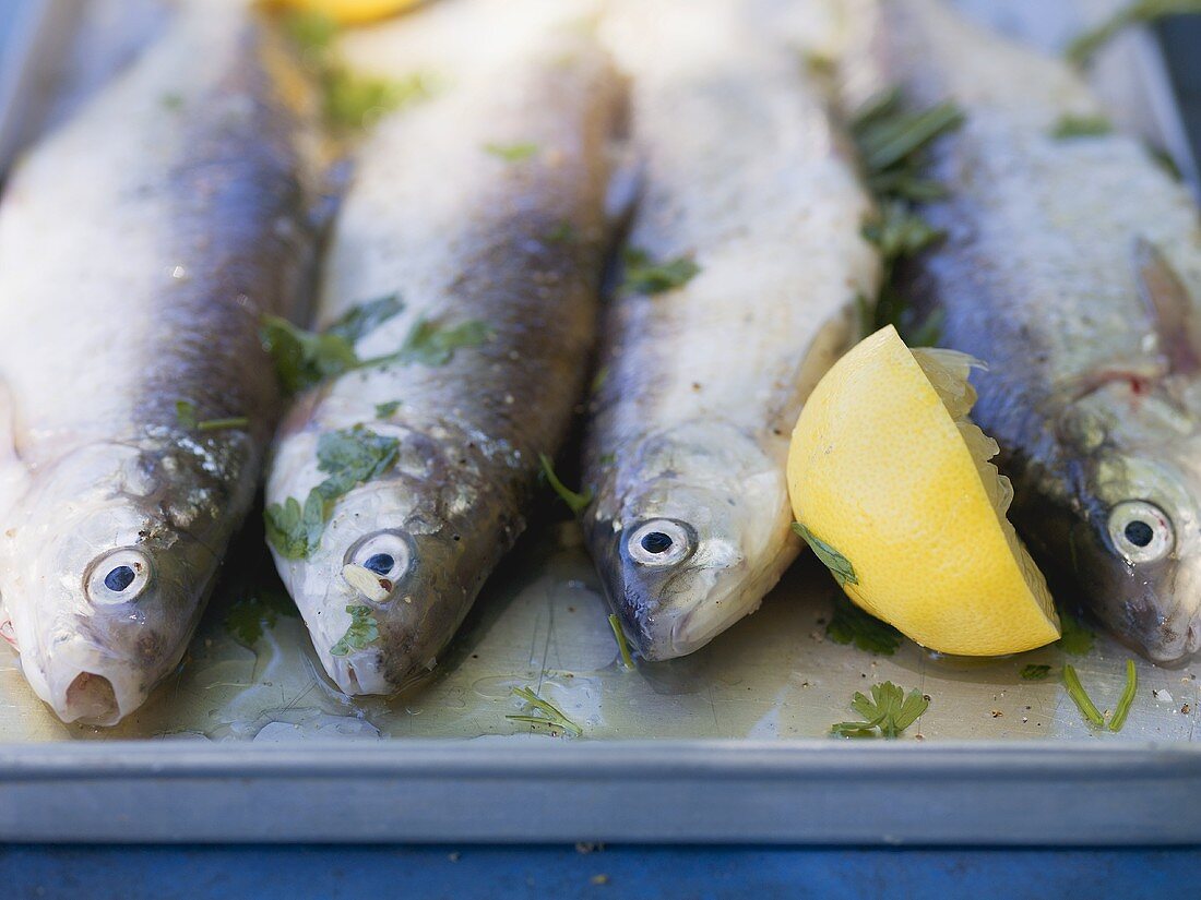 Fresh trout with lemon and parsley, ready for grilling