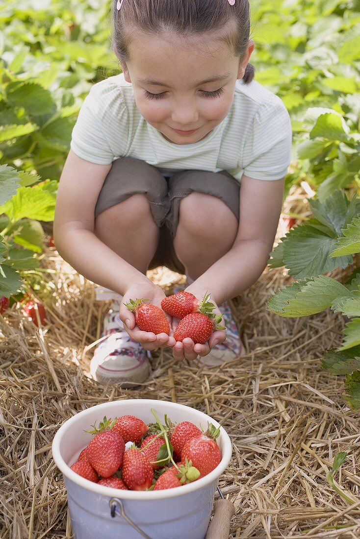 Little girl picking strawberries in strawberry field