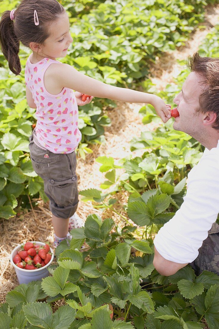 Little girl feeding her father strawberries in strawberry field