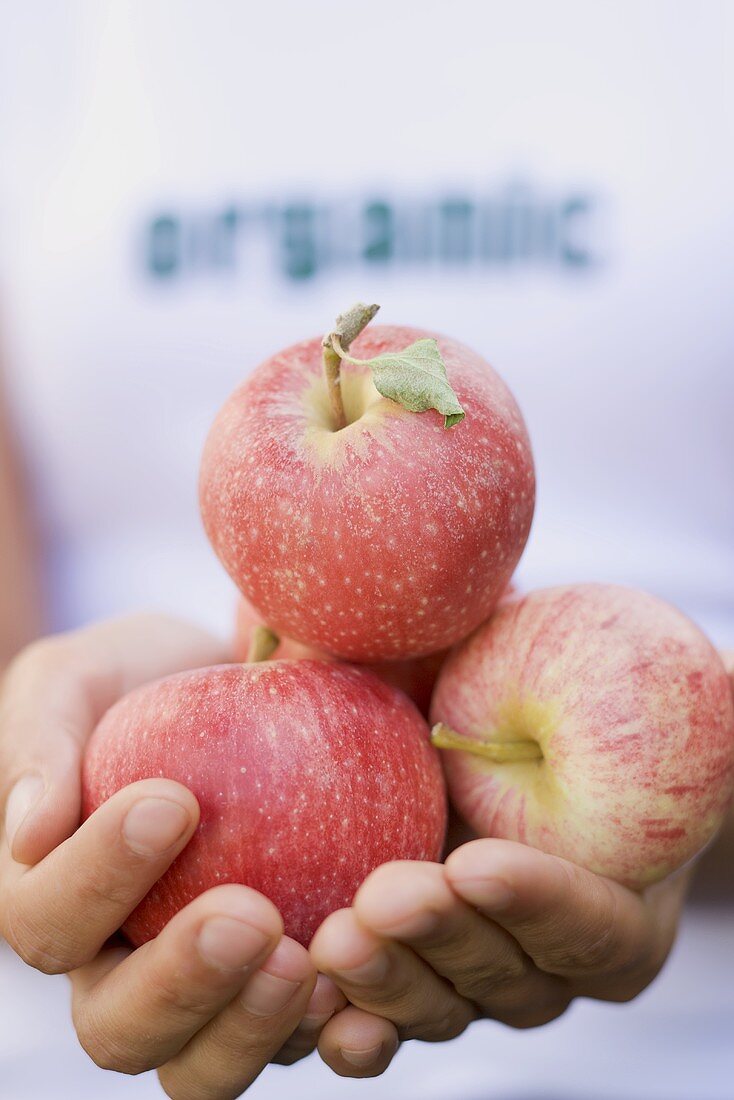 Hände halten einige Bio-Äpfel