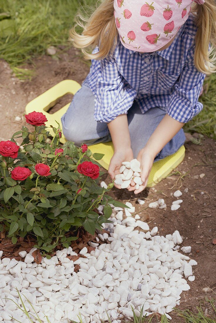 Kleines Mädchen schüttet Kieselsteine um einen Rosenstrauch