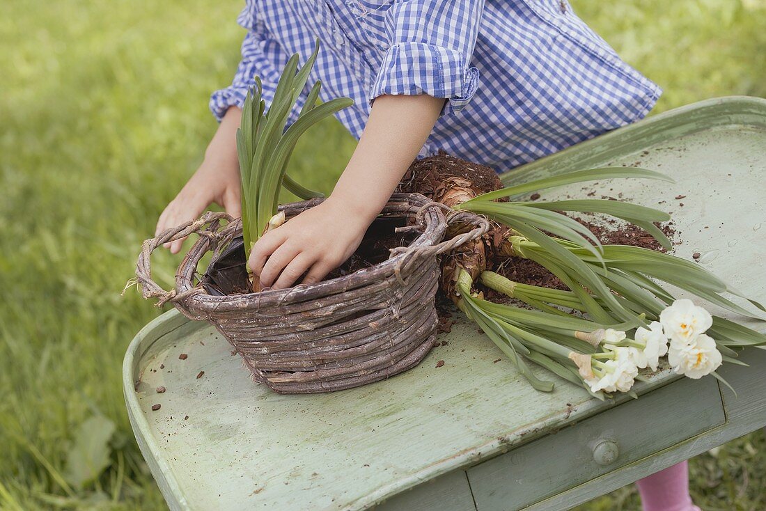 Kind pflanzt Narzissen in einen Weidenkorb
