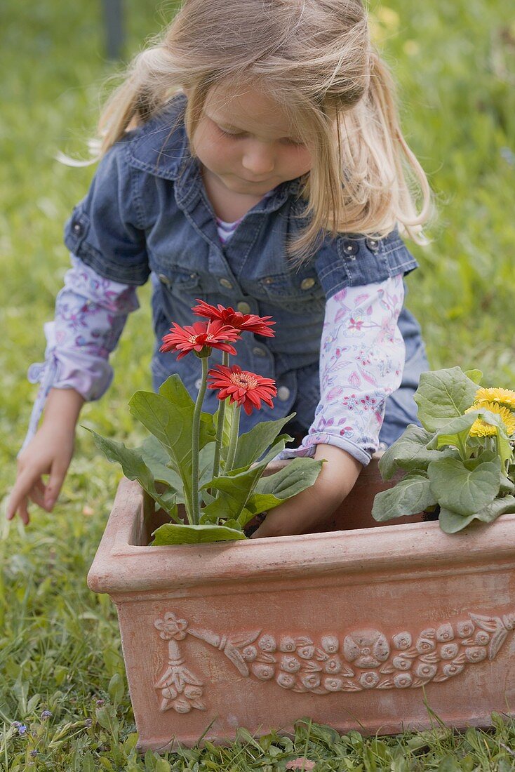 Kleines Mädchen pflanzt Blumen in Terracottaschale