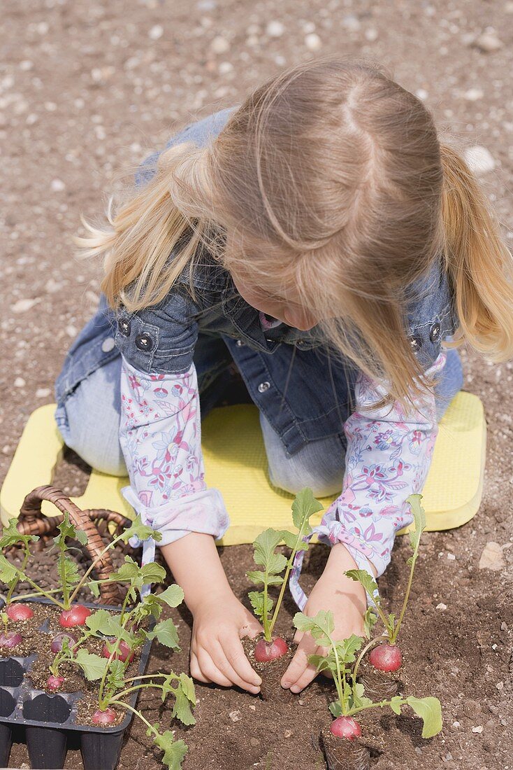 Kleines Mädchen pflanzt Radieschen in die Erde