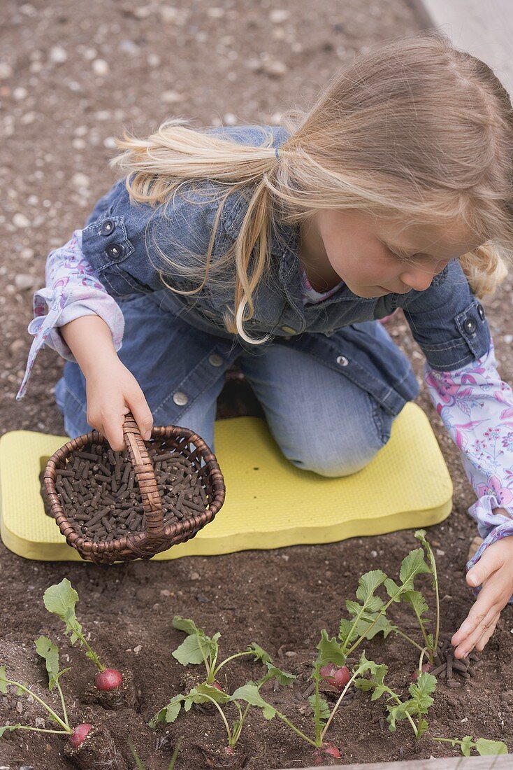 Kleines Mädchen streut Dünger um Radieschenpflanzen