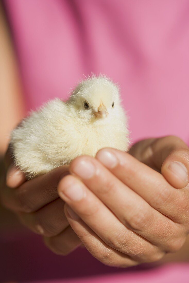 Hands holding a live chick
