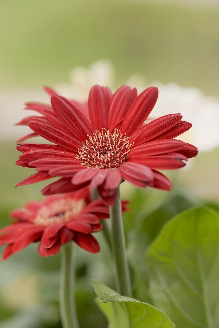 Rote Gerbera im Freien