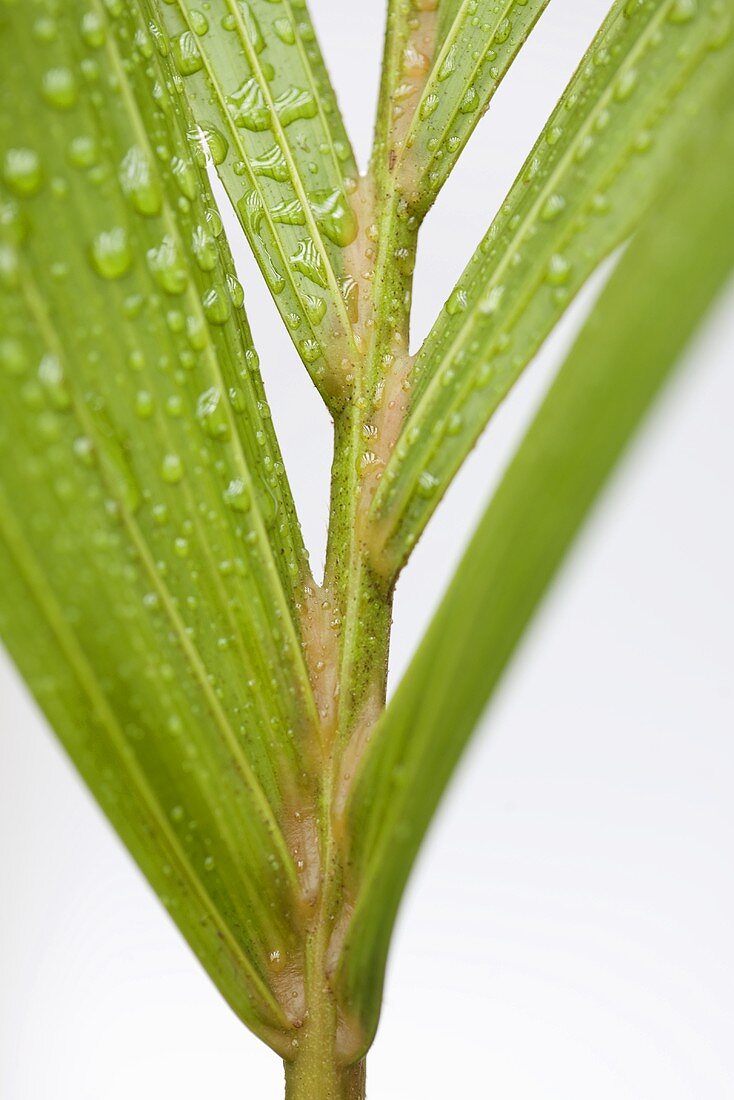 Palm leaf with drops of water (close-up)