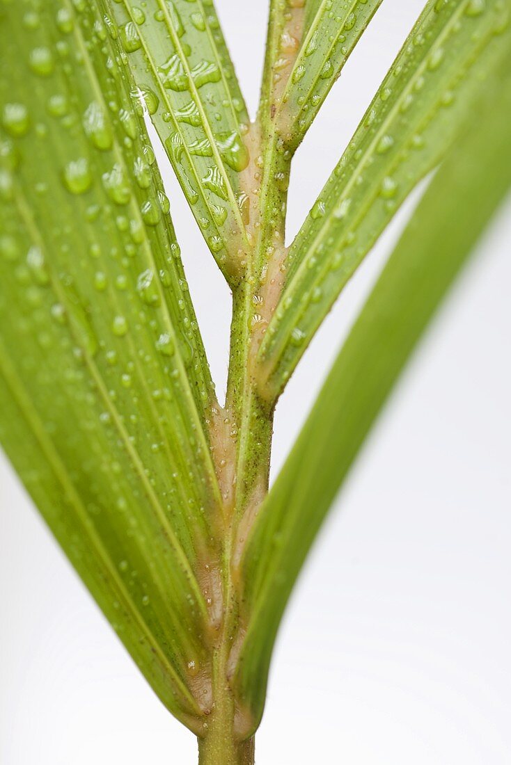 Palmenblatt mit Wassertropfen (Close Up)