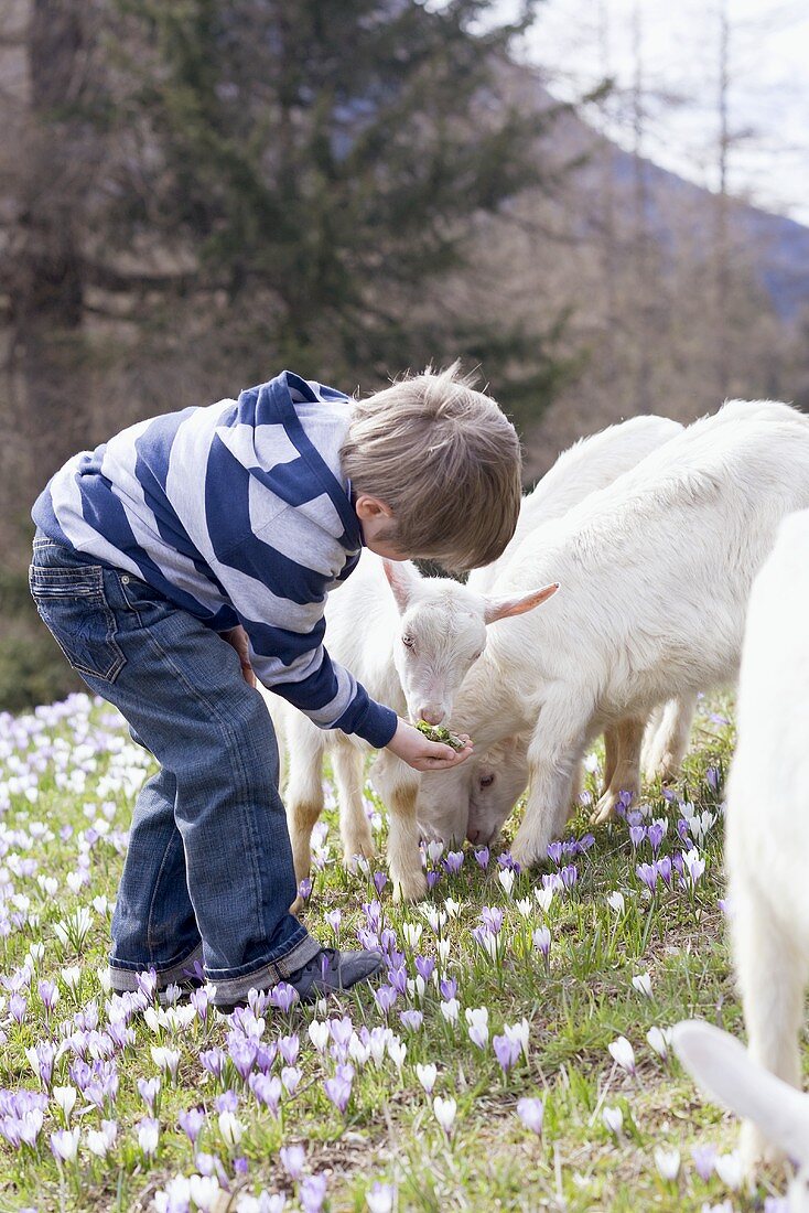 Kleiner Junge füttert Jungziegen auf einer Almwiese