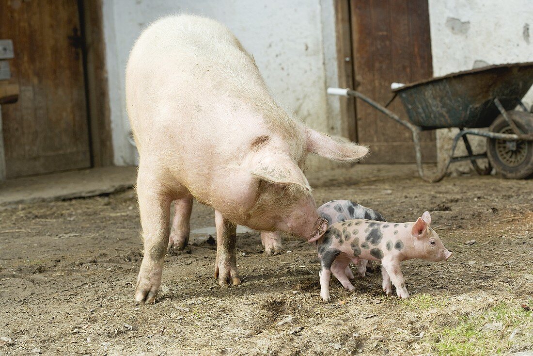 Schweine vor dem Stall im Freien