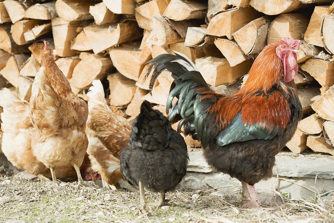 Hens in front of a woodpile