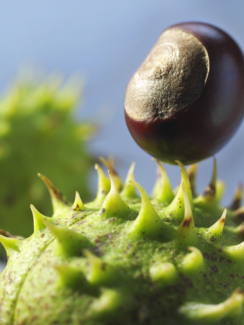 Chestnuts (close-up)