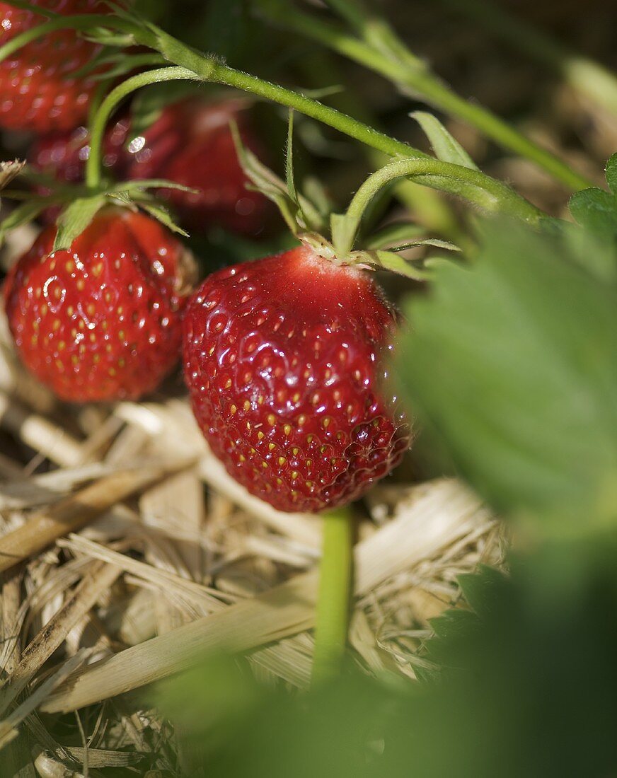 Erdbeeren an der Pflanze