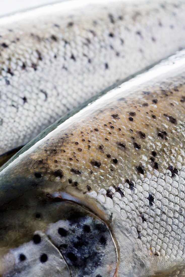 Tasmanian salmon (close-up)