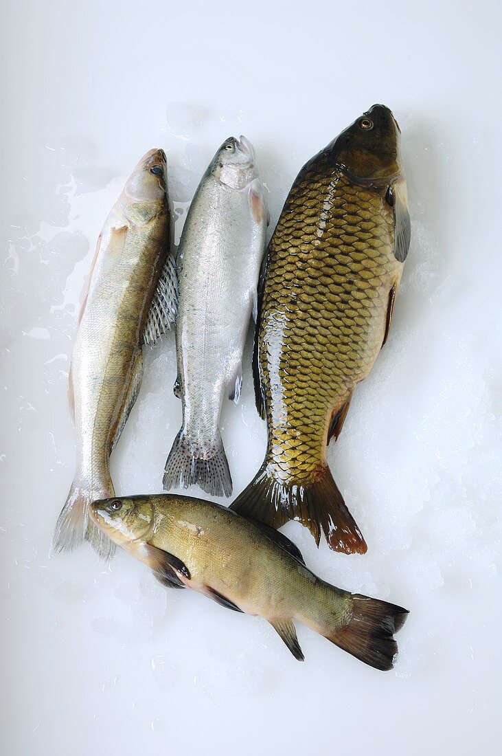 Süsswasserfische: Zander, Forelle, Karpfen, Schleie