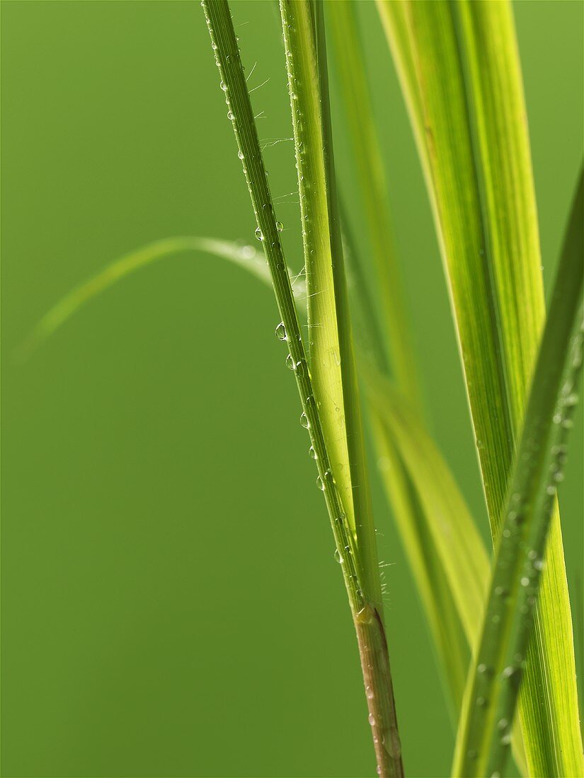 Lemon grass (close-up)
